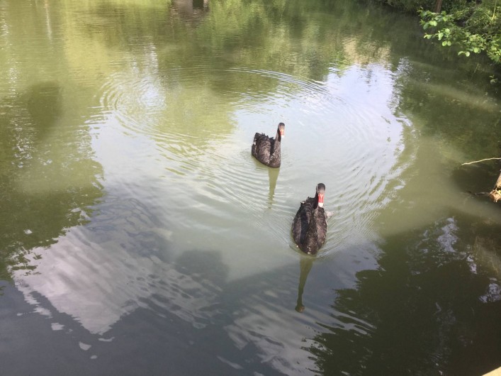 Location de vacances - Chambre d'hôtes à Luceau