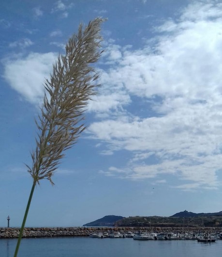 Location de vacances - Hôtel - Auberge à Argelès-sur-Mer