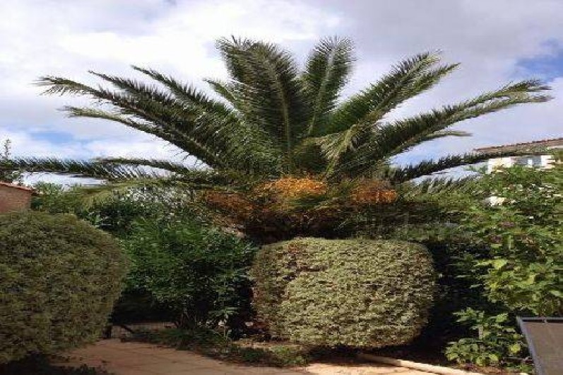 Location de vacances - Mas à Le Lavandou