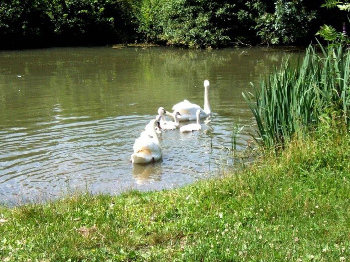 Location de vacances - Chambre d'hôtes à Bouillé-Courdault