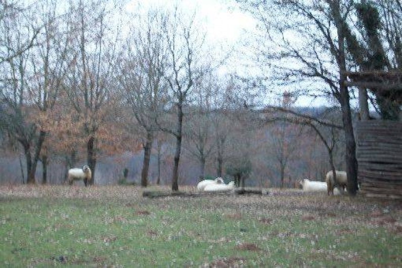 Location de vacances - Gîte à Uzech