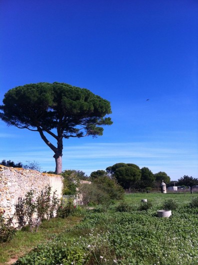 Location de vacances - Mas à Vendres