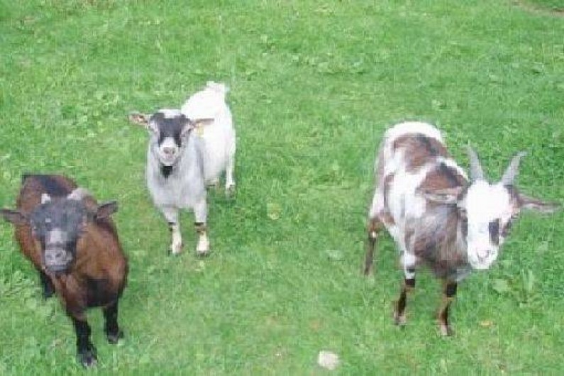 Location de vacances - Gîte à Vibeuf