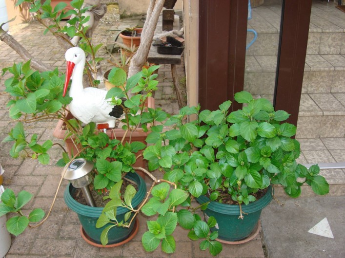Location de vacances - Gîte à Colmar