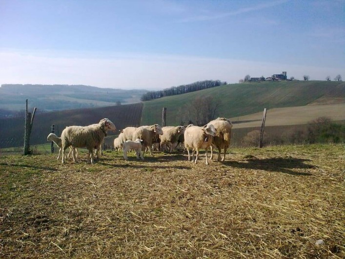 Location de vacances - Gîte à Grateloup-Saint-Gayrand