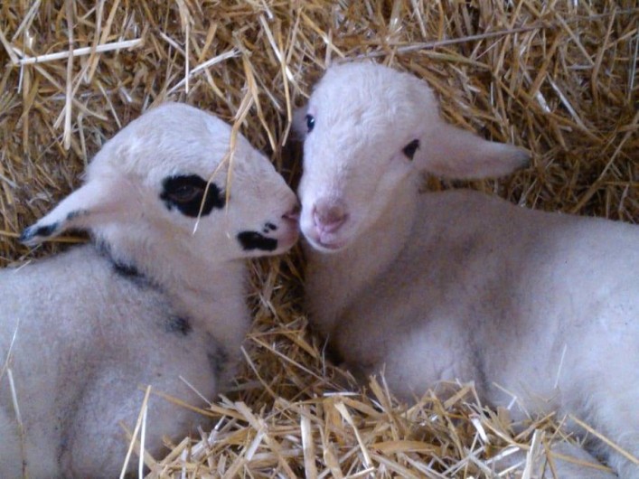 Location de vacances - Gîte à Grateloup-Saint-Gayrand