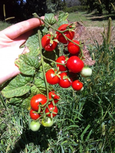 Location de vacances - Appartement à Cecina - notre tomates
