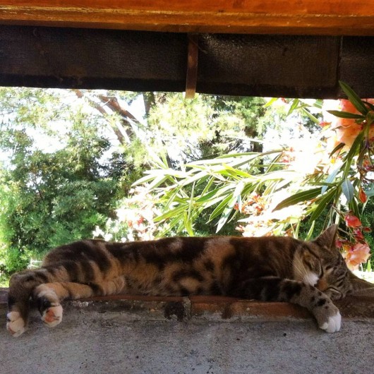 Location de vacances - Appartement à Cecina - notre chat