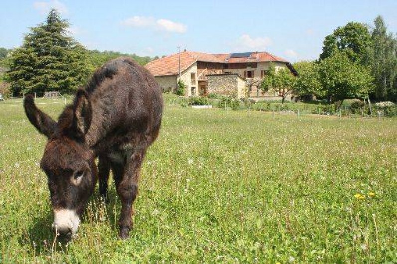 Location de vacances - Chambre d'hôtes à Saint-Lattier - l'âne Cacao dansson pré