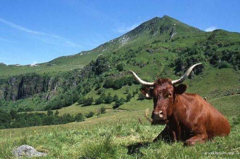 Location de vacances - Gîte à Massiac