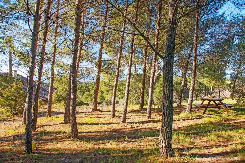 Location de vacances - Gîte à La Livinière - Bois de pin derrière le gîte