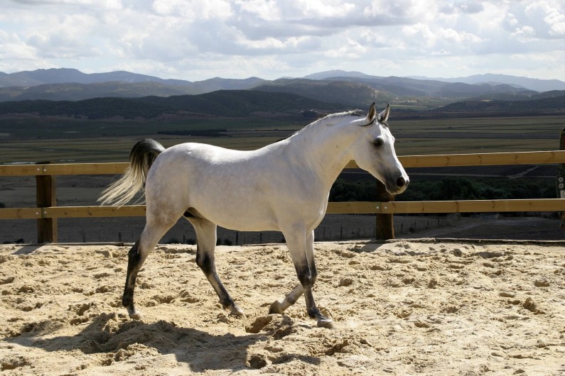 Location de vacances - Villa à Benalup-Casas Viejas - Equitation à 350 m