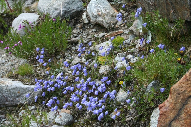 Location de vacances - Chalet à Mizoën - fleurs sur chemin de randonnée
