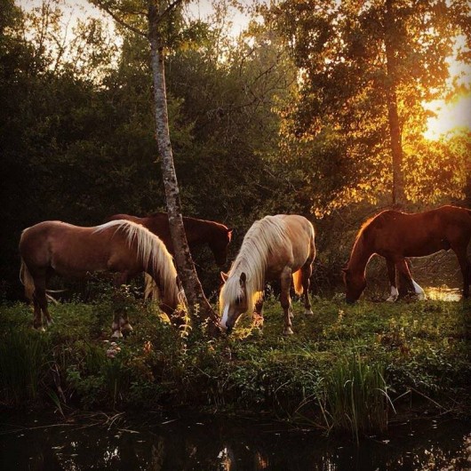 Location de vacances - Maison - Villa à Payrac - les chevaux du colombé