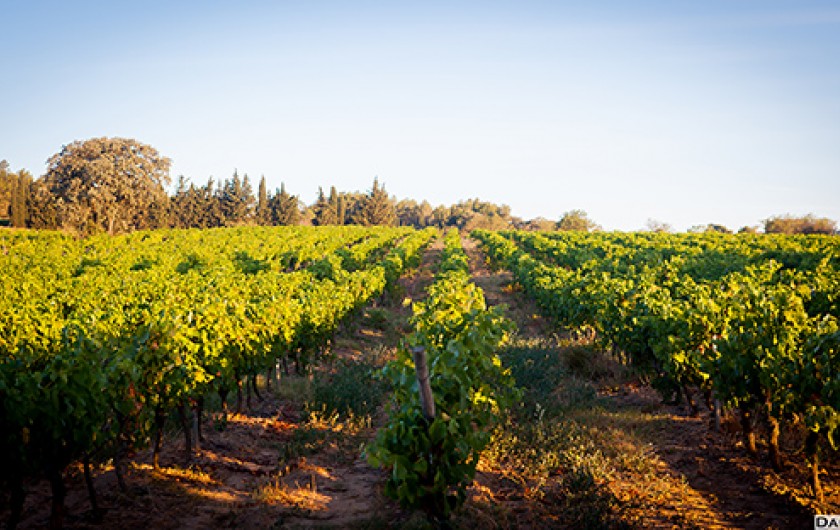 Location de vacances - Gîte à Badens - Vignoble