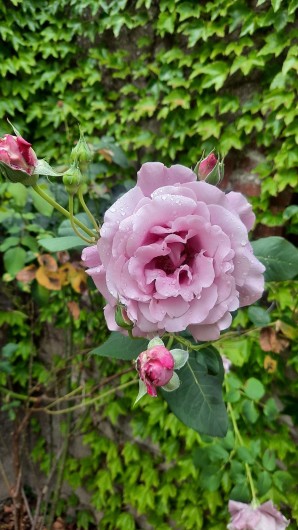 Location de vacances - Château - Manoir à Buzançais