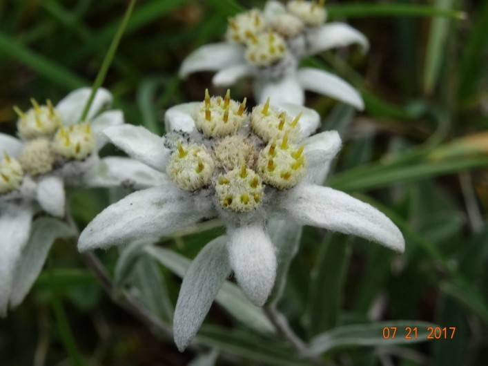 Location de vacances - Maison - Villa à La Grave - Edelweiss