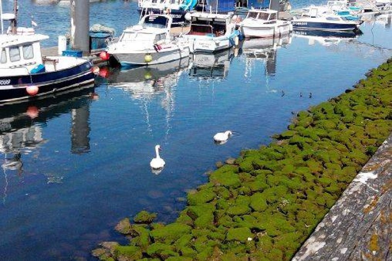 Location de vacances - Appartement à Le Tréport