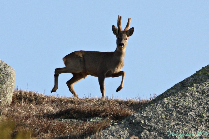Location de vacances - Gîte à Le Pont-de-Montvert - Chevreuil