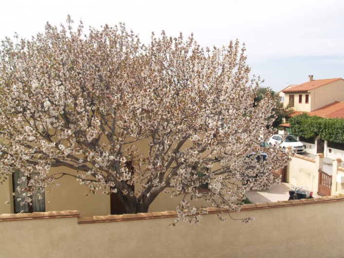 Location de vacances - Appartement à Canet-en-Roussillon