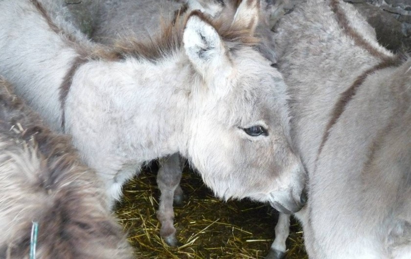Location de vacances - Appartement à Munster