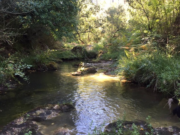 Location de vacances - Chambre d'hôtes à Saint-Félix-de-Pallières - Rivière de parc