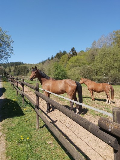 Location de vacances - Gîte à Haut-Fays - Accueil de vos chevaux  (2 paddocks, 2 ha de prairie et 5 boxes en bois)