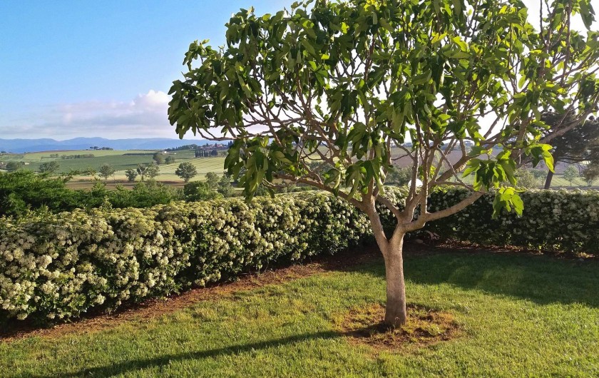 Location de vacances - Appartement à Castiglione del Lago - Le jardin