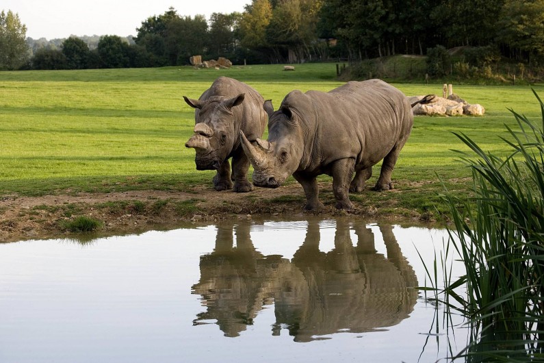 Location de vacances - Insolite à Hermival-les-Vaux - Rhinocéros Blancs