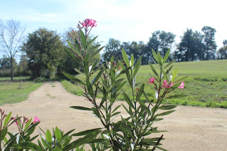 Location de vacances - Gîte à Born des Champs