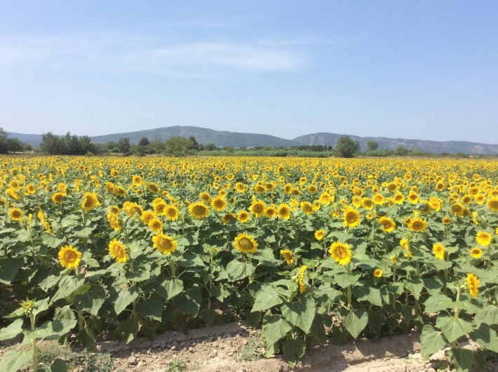 Location de vacances - Chambre d'hôtes à Villelaure - l'environnement immédiat !