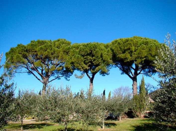 Location de vacances - Gîte à Le Luc - Partie du Parc/jardin