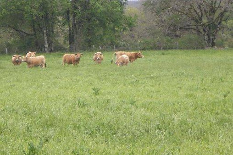 Location de vacances - Villa à Labastide-Murat