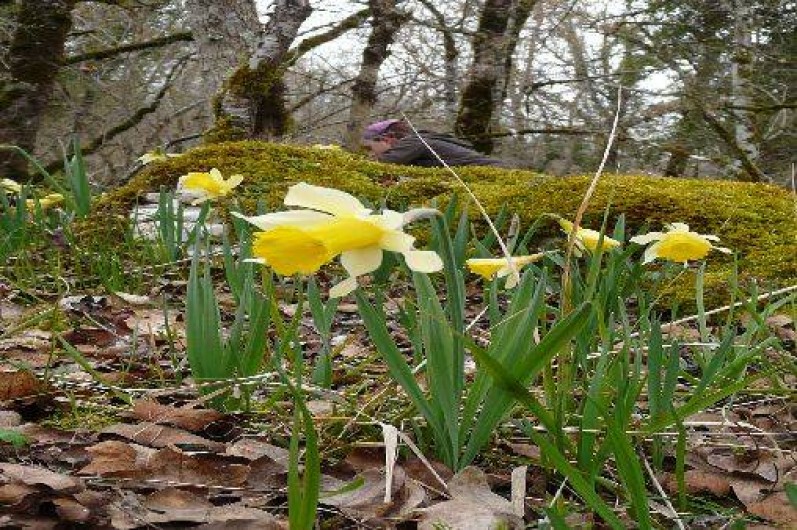 Location de vacances - Villa à Labastide-Murat