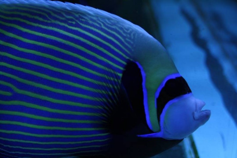 Location de vacances - Chambre d'hôtes à Carnas