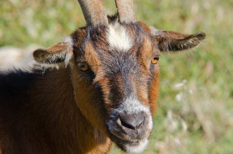 Location de vacances - Chambre d'hôtes à Capdepera