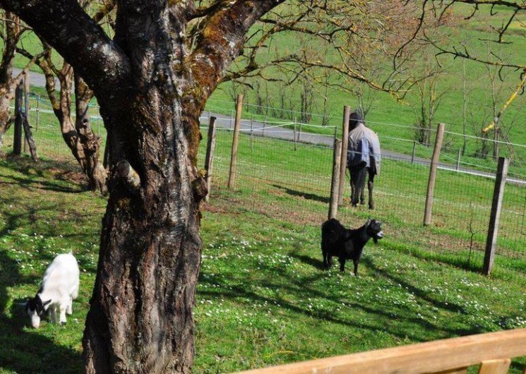 Location de vacances - Gîte à Pailloles - VUE SUR LA CAMPAGNE AVEC LES CHÈVRES ET LES CHEVAUX