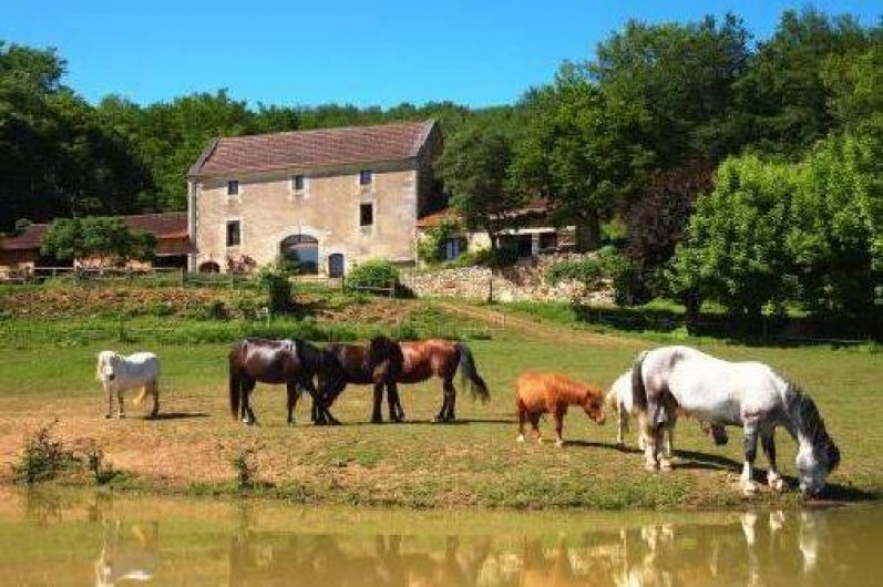 Location de vacances - Gîte à Les Eyzies-de-Tayac-Sireuil