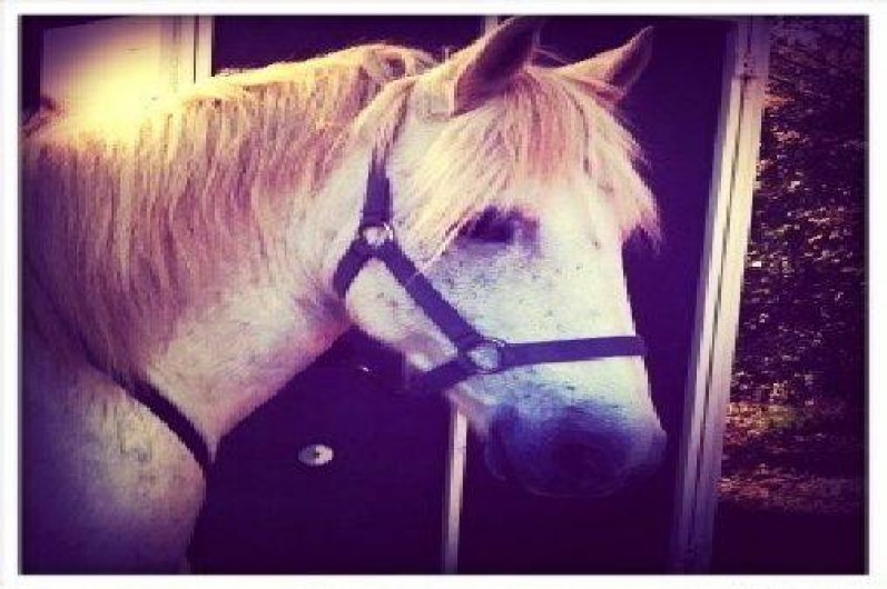 Location de vacances - Mas à Saintes-Maries-de-la-Mer