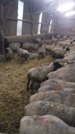 Location de vacances - Maison - Villa à Courtils - nous sommes éleveur d'agneau de pré salé