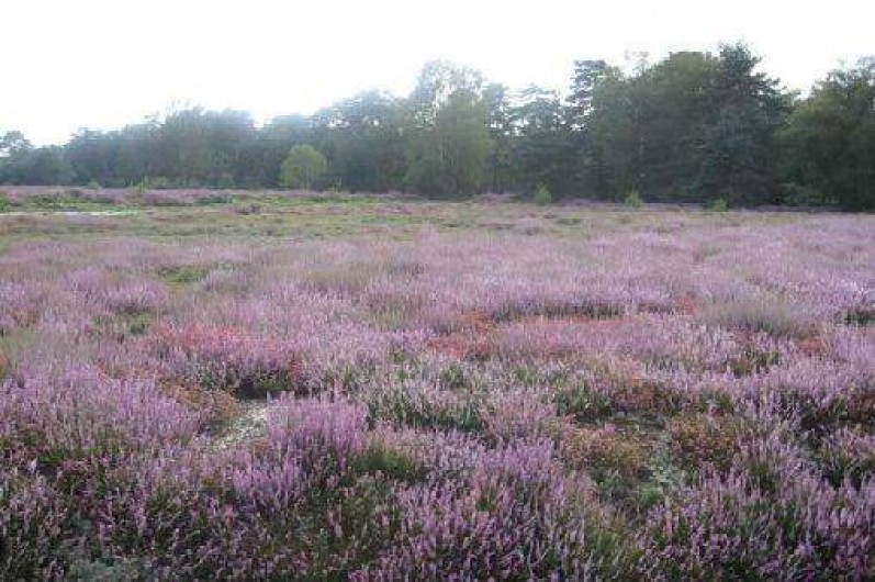 Location de vacances - Chalet à Souvigny-en-Sologne