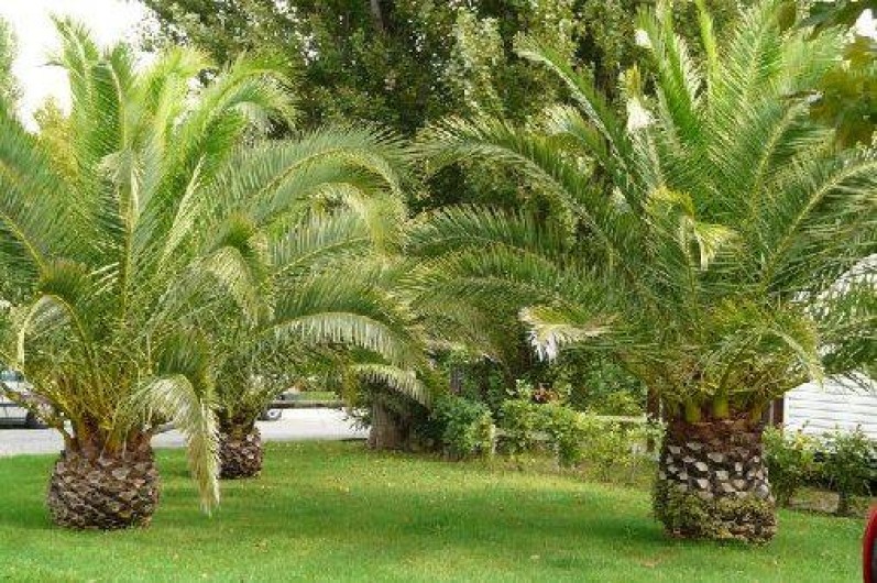 Location de vacances - Camping à Vias