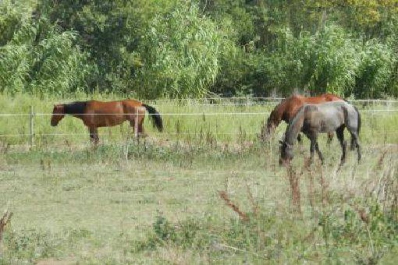 Location de vacances - Gîte à Saint-Aygulf