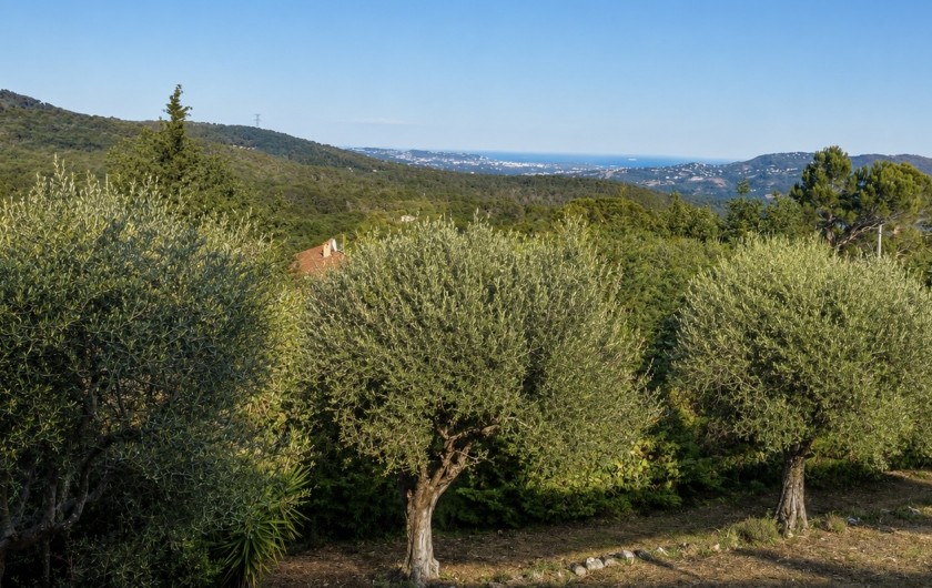 Location de vacances - Villa à Saint-Cézaire-sur-Siagne - oliviers avec en fond, vue mer sur les iles de Lérins près de Cannes