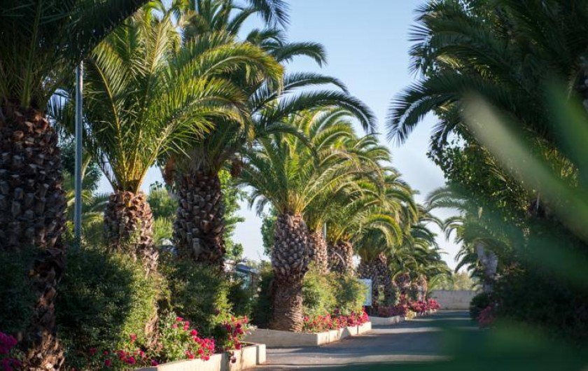 Location de vacances - Camping à Vias - allée centrale accès au Mobil home