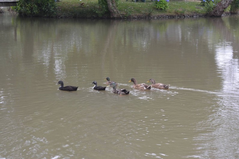 Location de vacances - Studio à Saint-Geours-de-Maremne