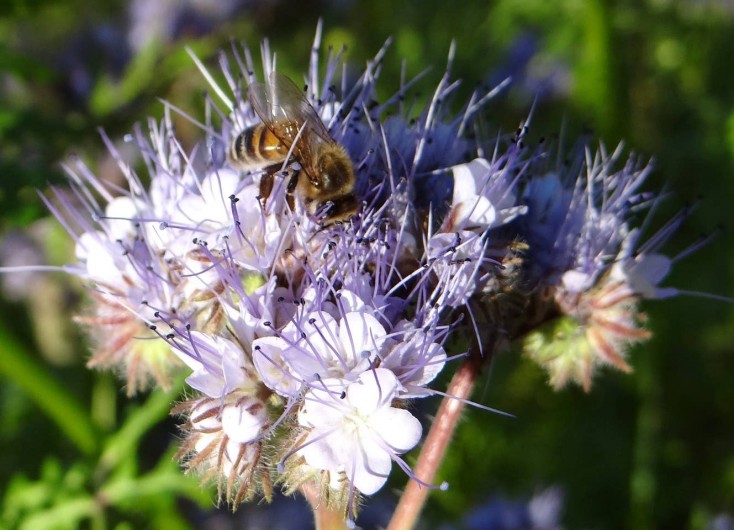 Location de vacances - Gîte à Saint-Victor-et-Melvieu - butineuse des Raspes