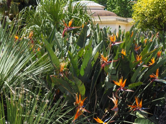 Location de vacances - Studio à Hyères - Oiseaux de feu. Fleur fétiche de Hyères
