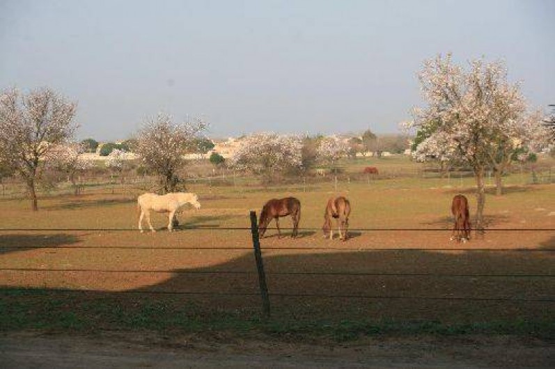 Location de vacances - Gîte à Agde