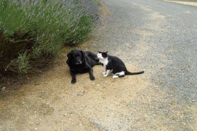 Location de vacances - Chambre d'hôtes à Yvré-l'Évêque